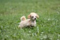/album/fotogaleria/lillybrno-2010-0602-jpg/